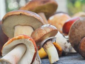 Многообразие и значение грибов, Биология