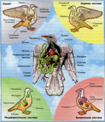 Внутреннее строение и размножение птиц, Биология