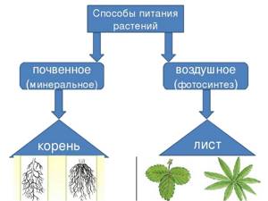 Минеральное (почвенное) питание растений, Биология
