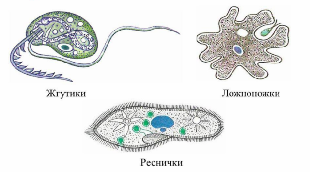 Немембранные органоиды клетки, Биология