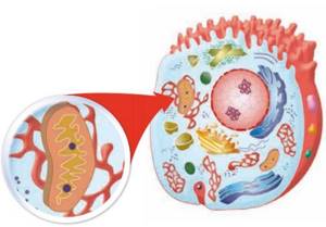 Строение клетки, Биология