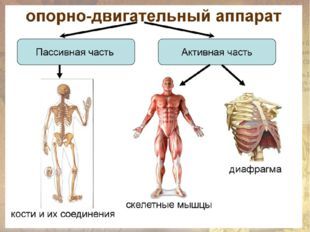 Опорно-двигательная система, состав, строение и рост костей, Биология