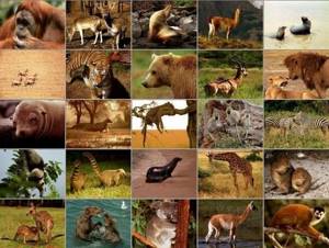 Общая характеристика и особенности внешнего строения млекопитающих, Биология