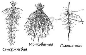 Клеточное строение корня, Биология