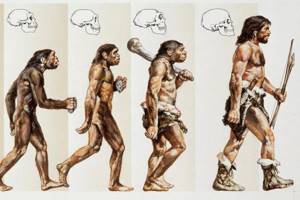 Особенности эволюции человека, Биология