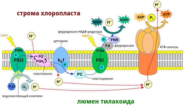 Световая фаза фотосинтеза, Биология