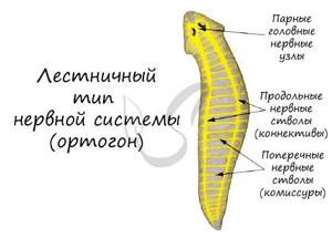 Паразитические плоские черви, Биология