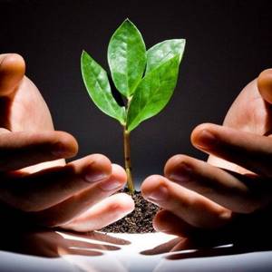 Зависимость роста и развития растений от условий окружающей среды, Биология