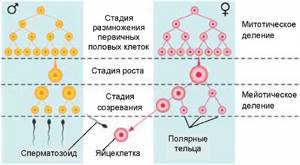 Гаметогенез. Строение половых клеток и оплодотворение
