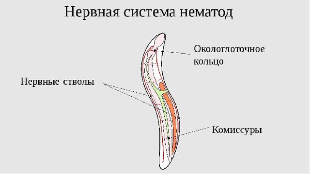 Тип Круглые черви, Биология
