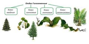 Размножение и значение хвойных деревьев, Биология