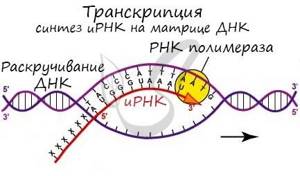 Биосинтез белков, Биология