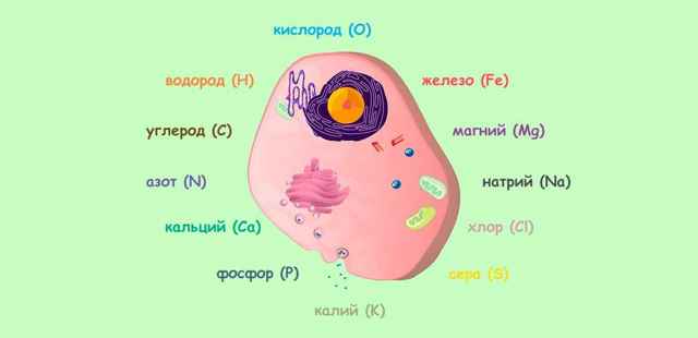 Химические соединения клетки, Биология