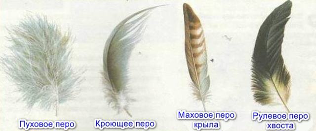 Общая характеристика и особенности внешнего строения птиц, Биология
