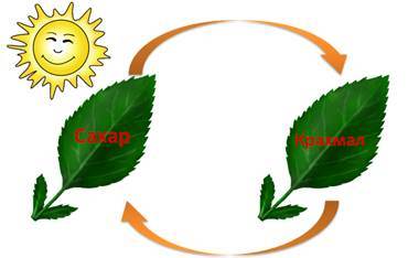 Образование растениями кислорода в процессе фотосинтеза, Биология