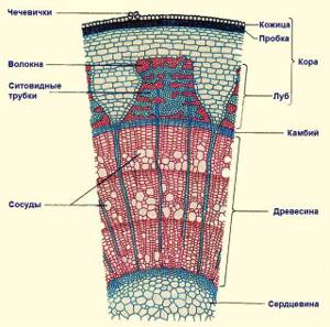 Клеточное строение стебля, Биология