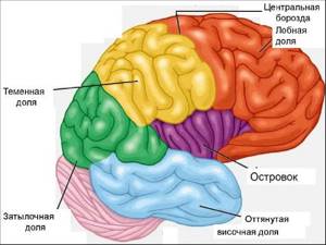 Большие полушария головного мозга, Биология