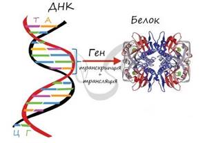 Ген и генетический код, Биология