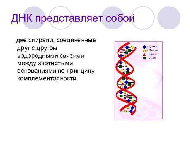 Органические вещества клетки: нуклеиновые кислоты и АТФ, Биология