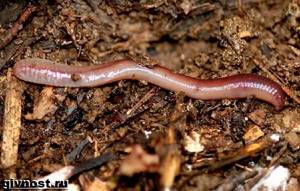 Дождевой червь: внутреннее и внешнее строение, размножение, питание, среда обитания, значение в природе