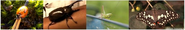 Особенности строения и жизнедеятельности насекомых, Биология