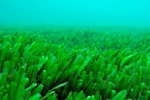 Отдел Зеленые водоросли