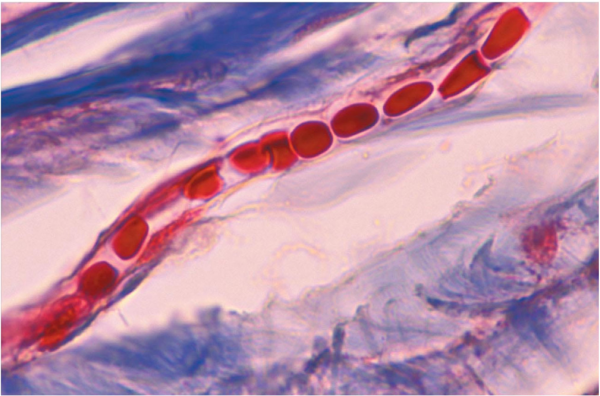 Микроскопическое строение крови, Биология