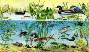 Водные экосистемы, Биология