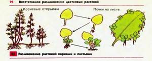 Вегетативное размножение культурных растений, Биология