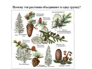 Понятие о систематике растений, Биология