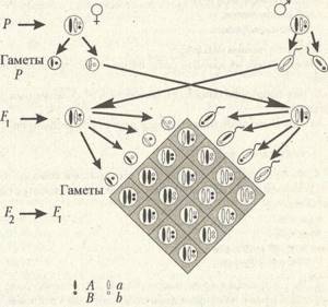 Основные закономерности наследственности, установленные Г. Менделем. Полигибридное и анализирующее скрещивания