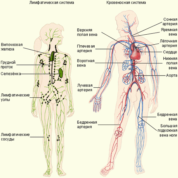 Система кровообращения, Биология
