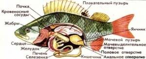Происхождение, классификация и значение рыб в природе, Биология