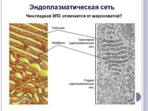 Эндоплазматическая сеть (ЭПС): строение и функции шероховатой (гранулярной) и гладкой (агранулярной)