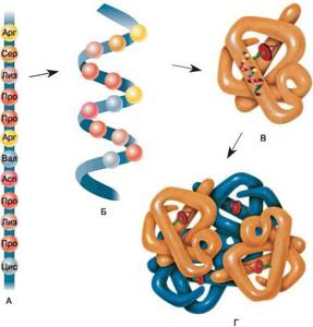 Строение белков. Структуры белков