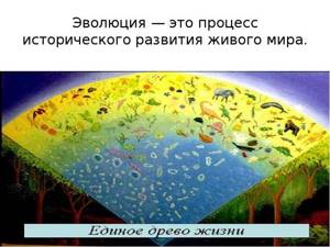 Понятие об эволюции растительного мира на Земле, Биология