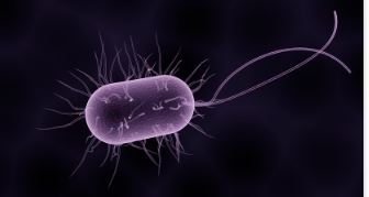 Царство Дробянки. Бактерии. Размножение и питание бактерий