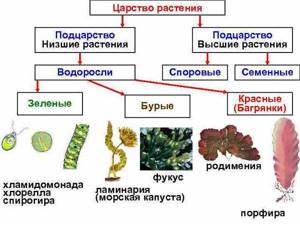 Царство растений, Биология
