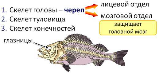 Особенности внутреннего строения и жизнедеятельности рыб, Биология
