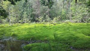 Зеленые листостебельные мхи