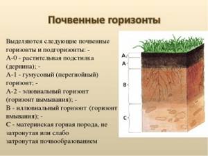Почва как среда обитания, Биология