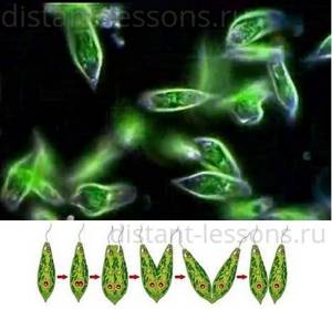 Многоклеточные зеленые водоросли, Биология