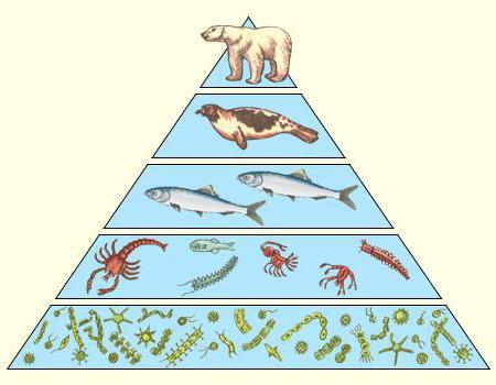 Экологические пирамиды, Биология