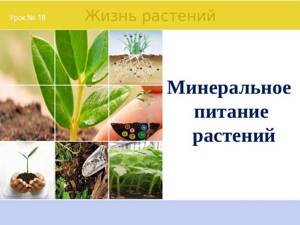 Минеральное (почвенное) питание растений, Биология