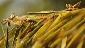 Значение насекомых в природе и сельском хозяйстве, Биология