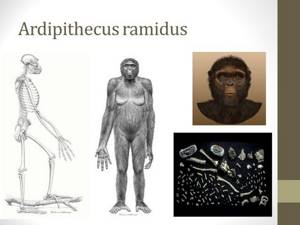Происхождение и эволюция человека