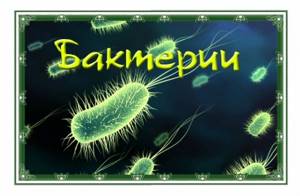 Многообразие бактерий, Биология