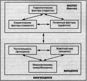 Биогеоценоз, его состав и структура, Биология