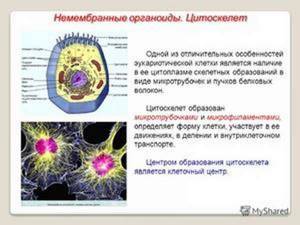 Немембранные органоиды клетки, Биология