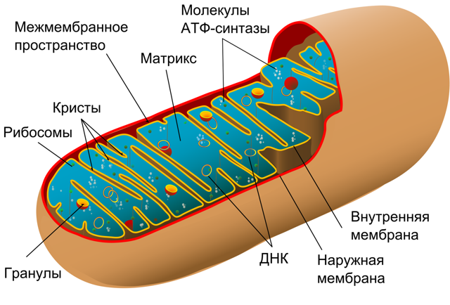 Цитоплазма и ее структурные компоненты, Биология